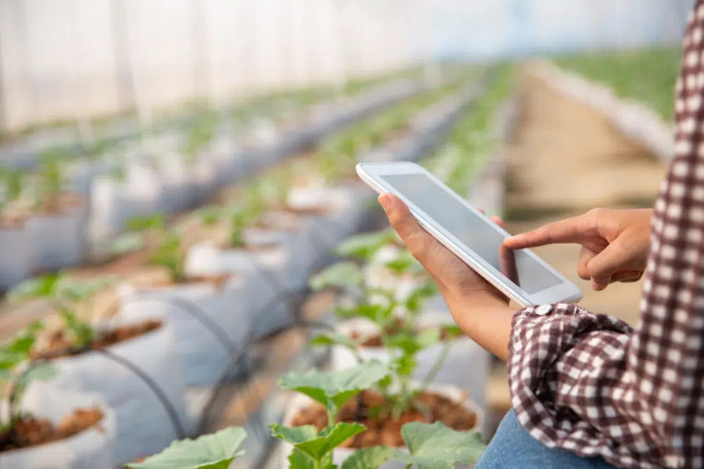 A person in a checkered shirt stands inside a greenhouse, holding a tablet and inspecting rows of plants growing in white grow bags. The plants are arranged neatly in long parallel lines, and the scene suggests digital monitoring or smart farming practices.